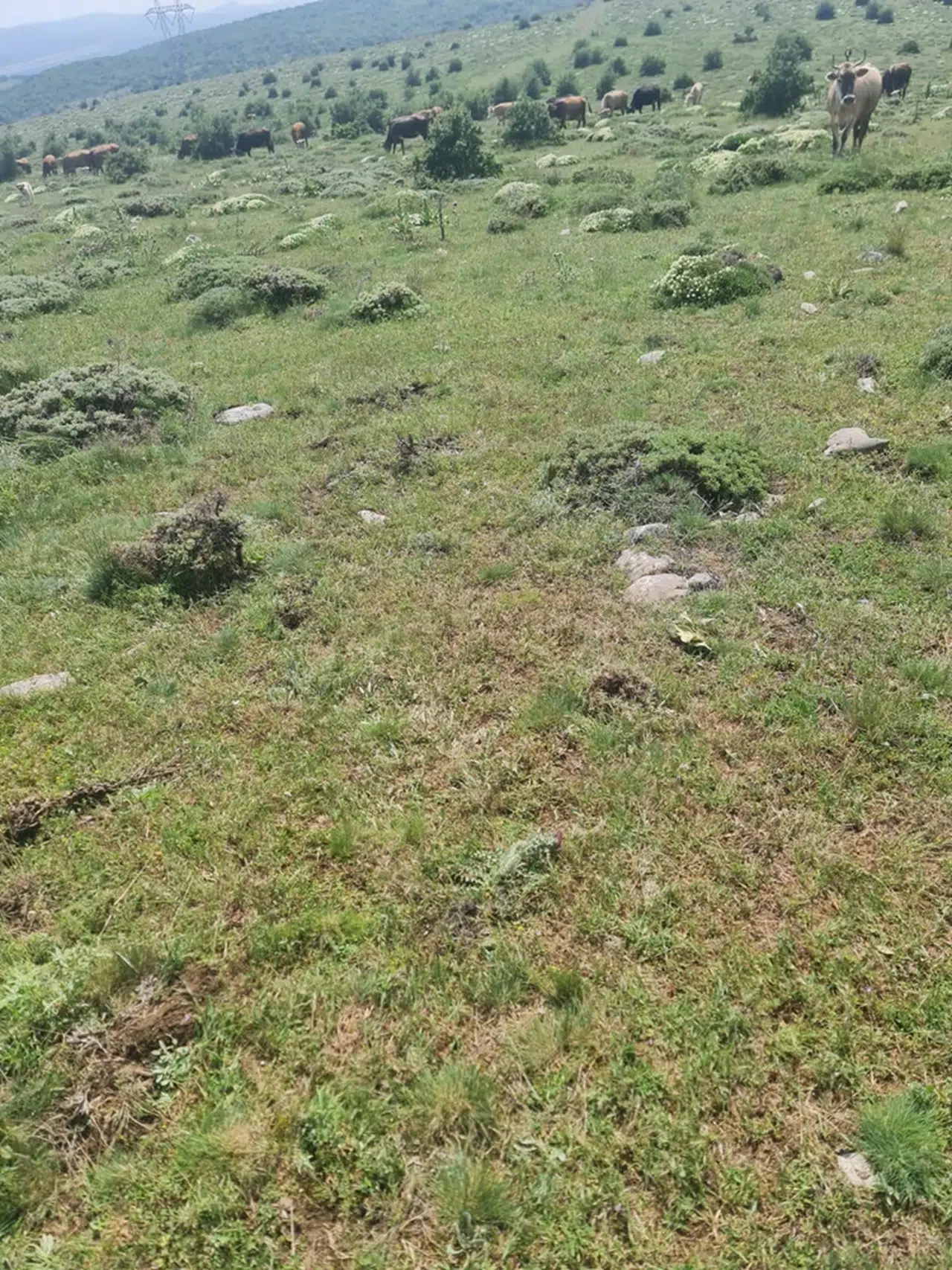 Tokat'ta yıldırım isabet eden kişi öldü