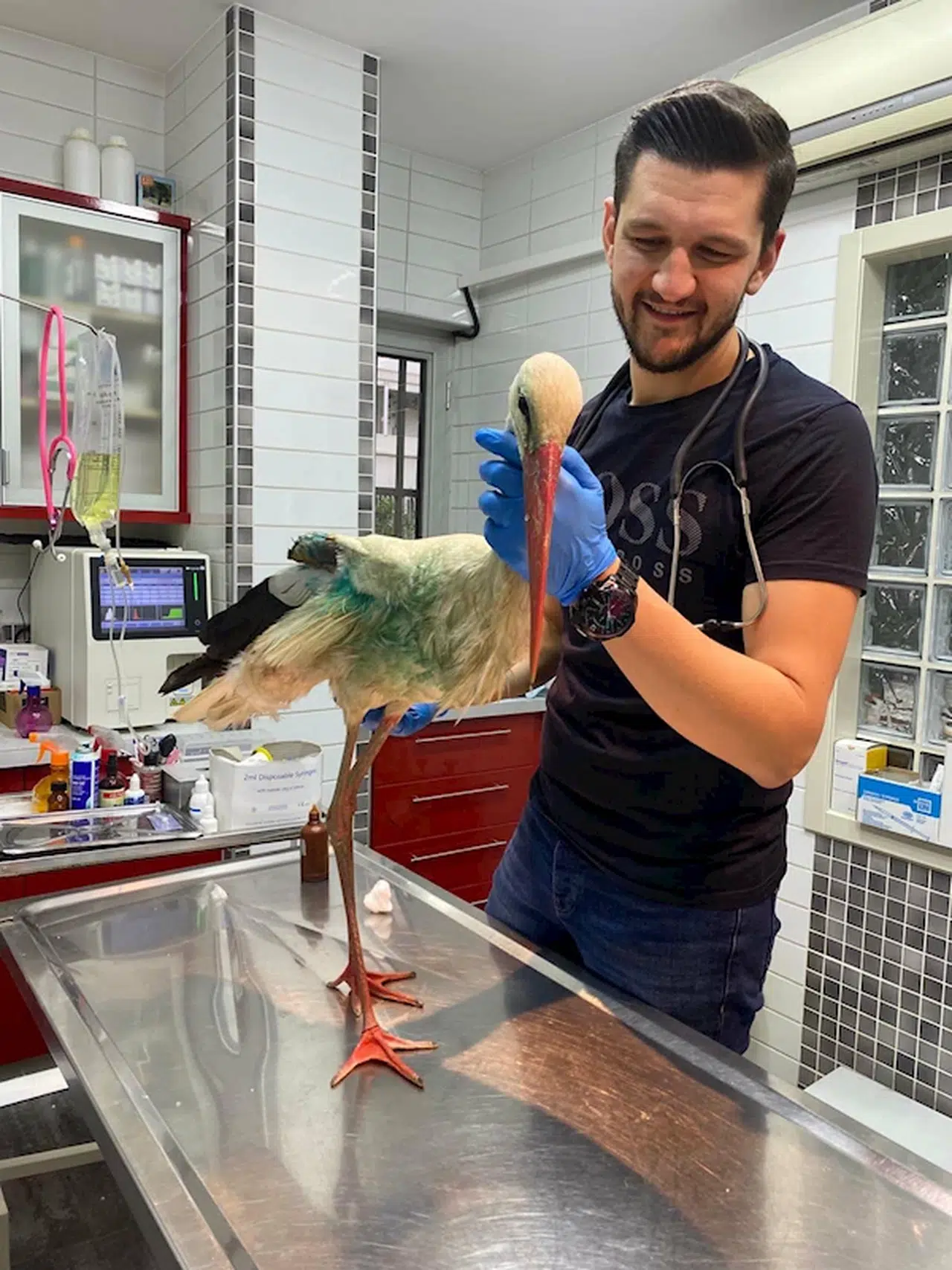 Avcıların vurduğu leylek, bir daha uçamayacak