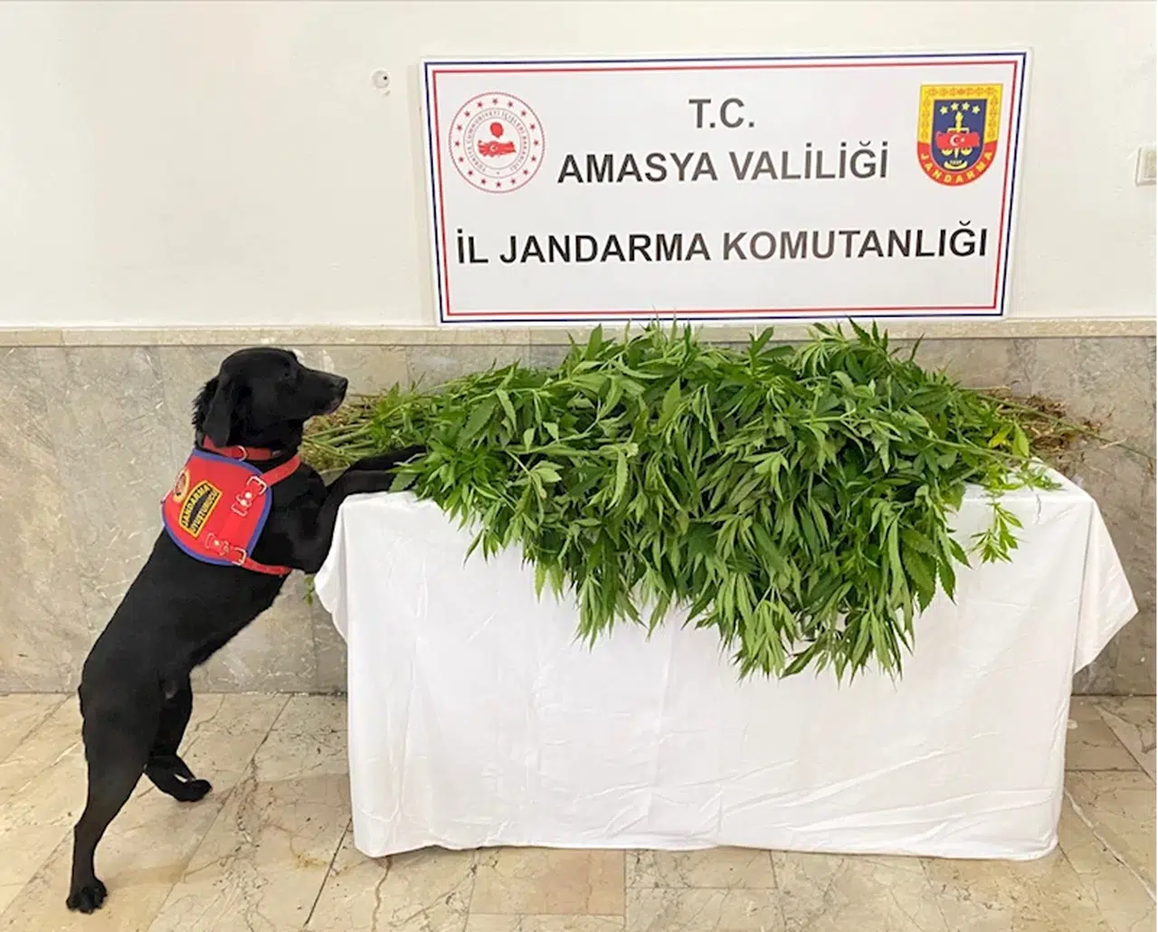 Amasya’da kenevir yetiştiren bir şüpheli tutuklandı