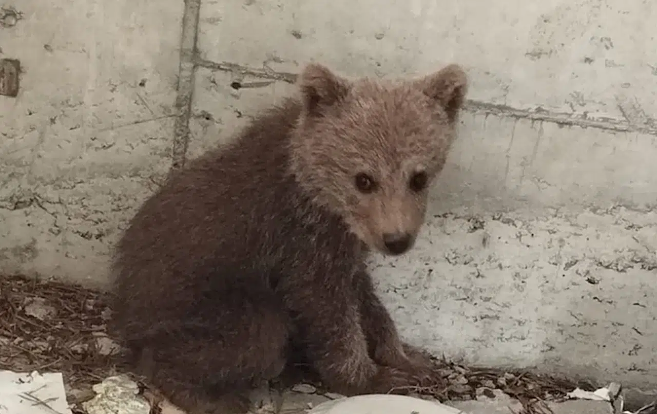 Bolu'da kamp yapan güreş milli takımı sporcuları ayı yavrusunu köpeklerden kurtardı