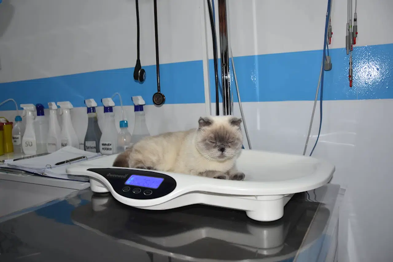 Burun yapısı dar olan kediye estetik operasyon