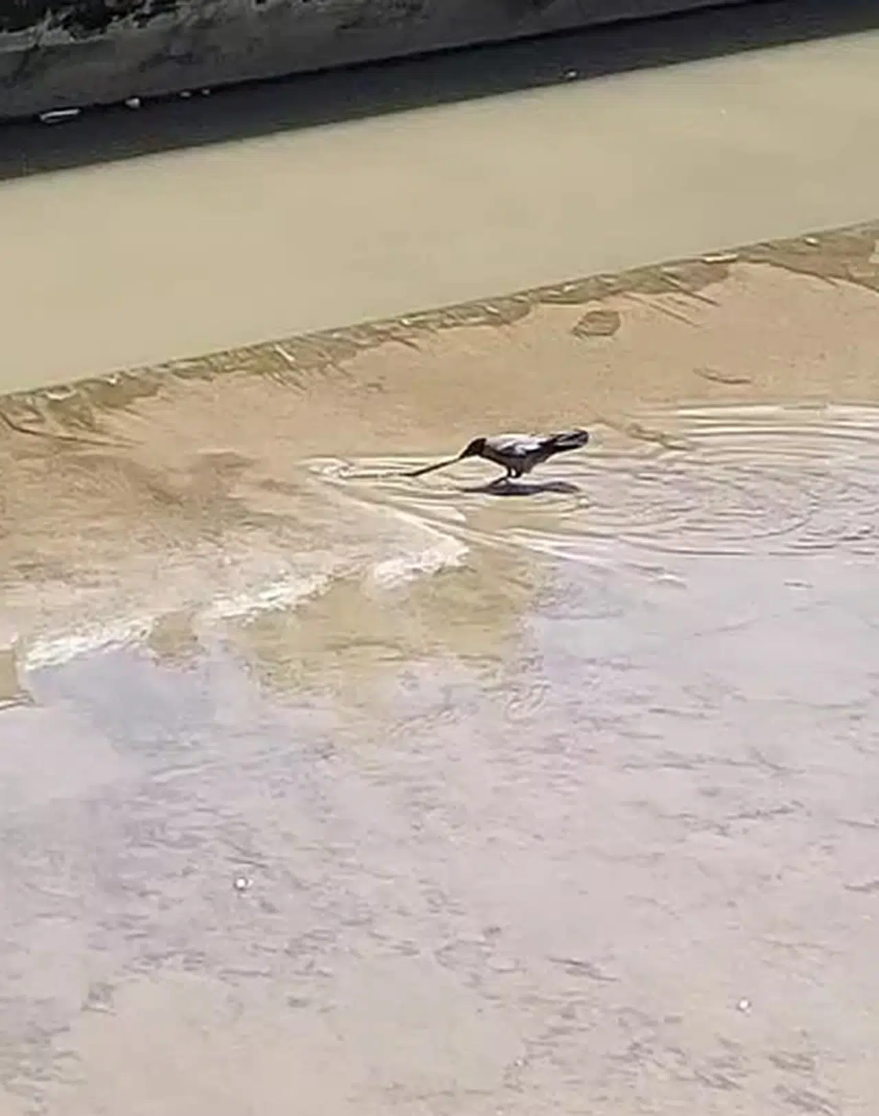 Tokat'ta karga avlamaya çalıştığı yılanı kıl payı kaçırdı