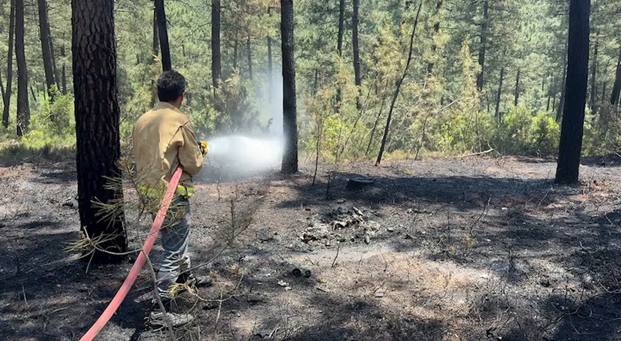 İSTANBUL- Pendik'te orman yangını büyümeden söndürüldü