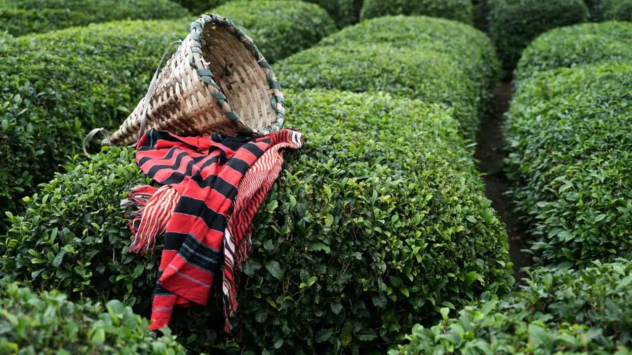 ÇAYKUR'da 2024 yaş çay sezonu yarın başlayacak