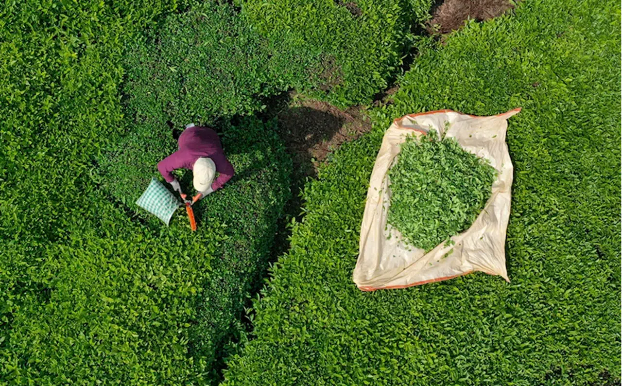 Bu mahallede "Fadimeler" çeyrek asırdır yük taşımıyor