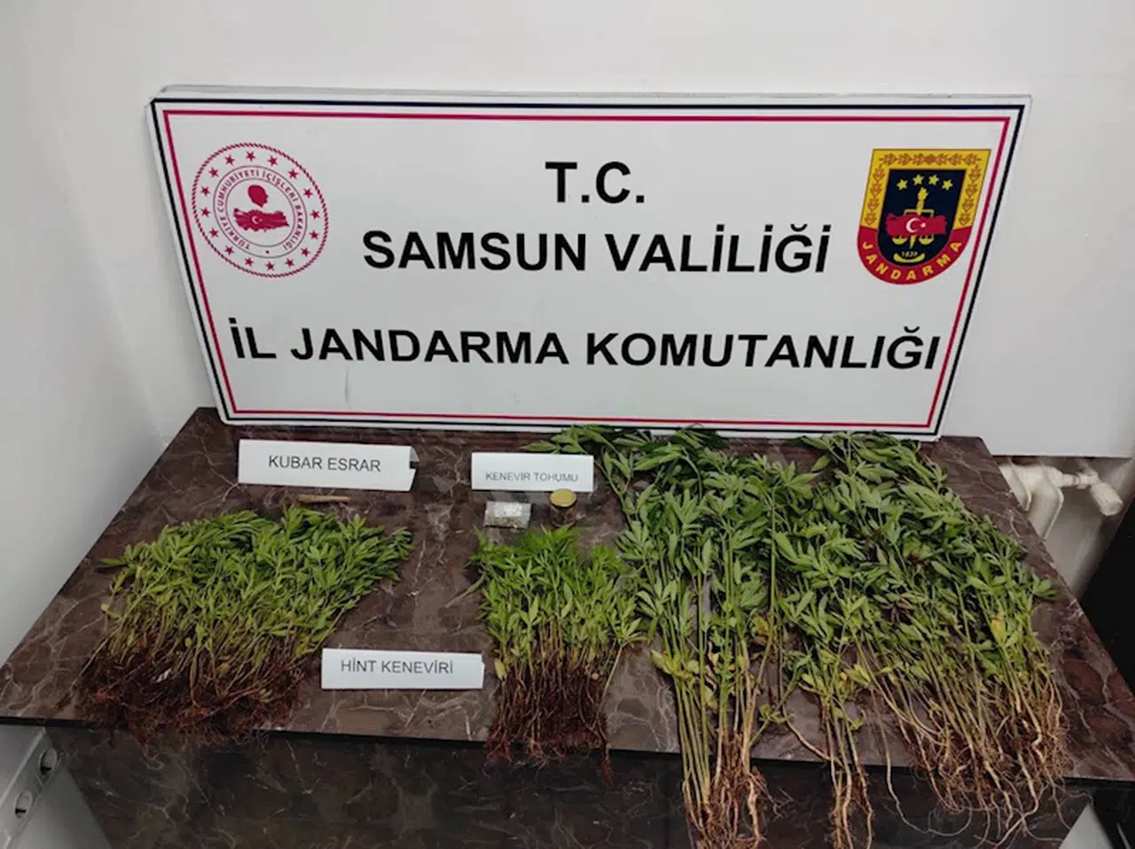 Samsun'da evinde uyuşturucu yetiştiren zanlı gözaltına alındı