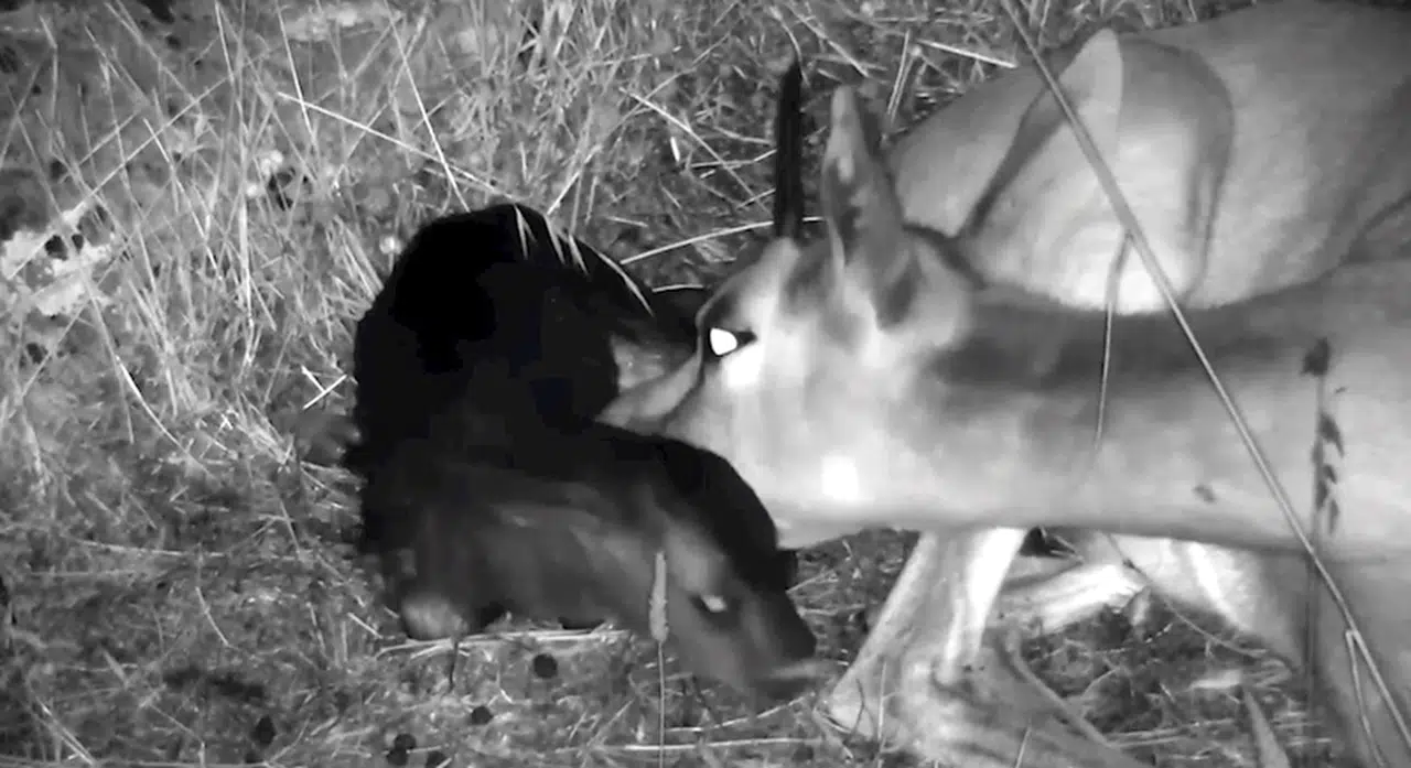 Hatay'da yılın 4'üncü dağ ceylanı dünyaya geldi
