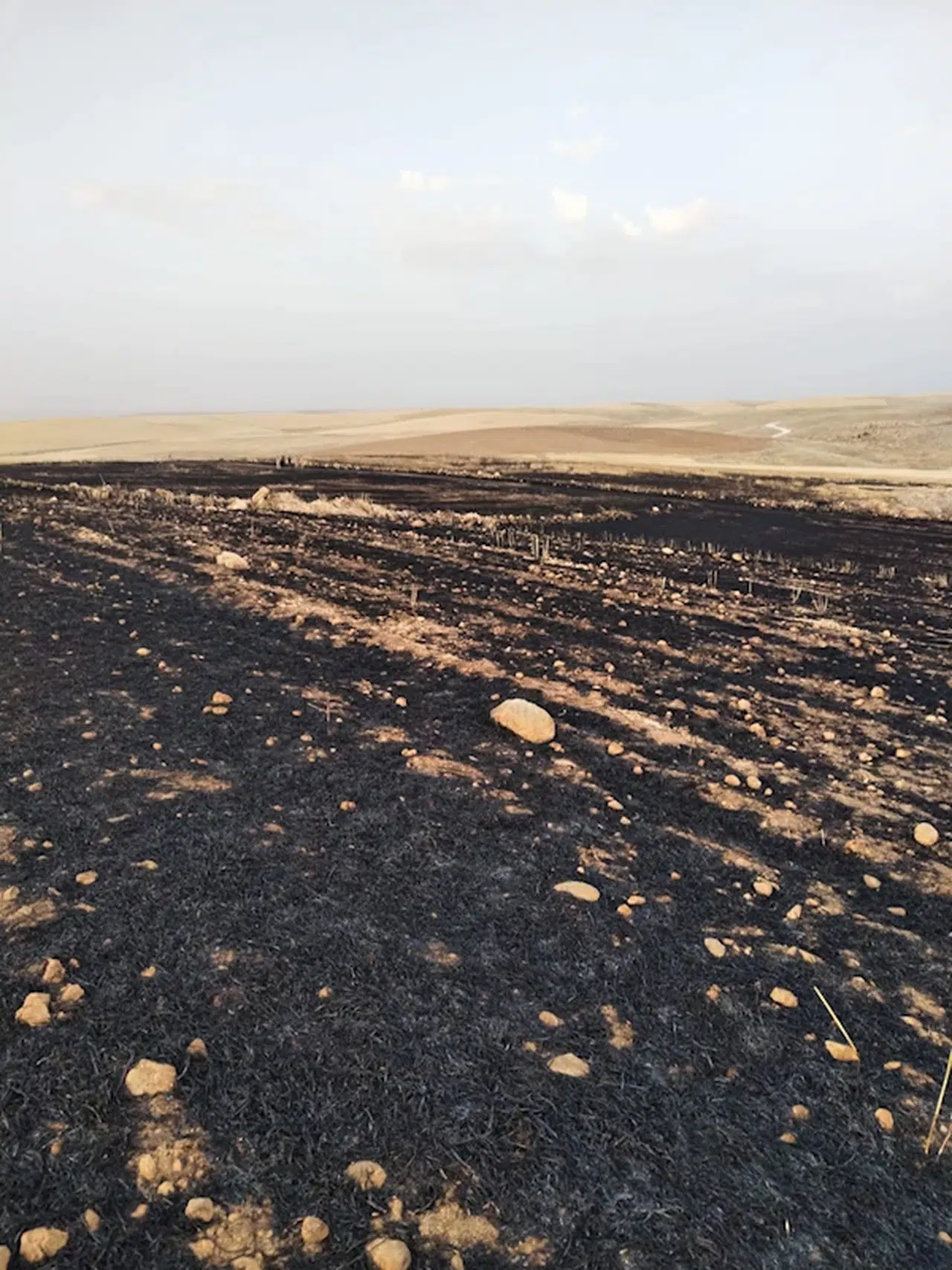 Diyarbakır’da 70 dönüm arpa ekili tarla yandı