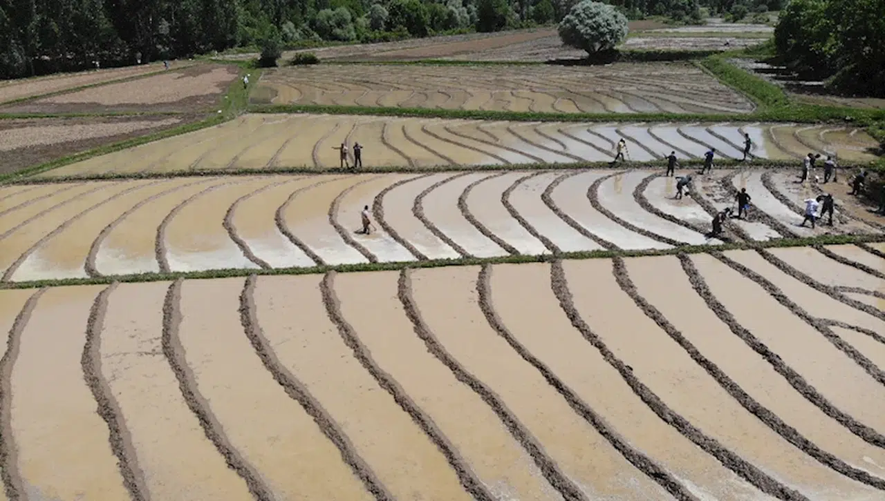 Bitlis'te dededen kalma yöntemlerle imece usulü çeltik ekimi