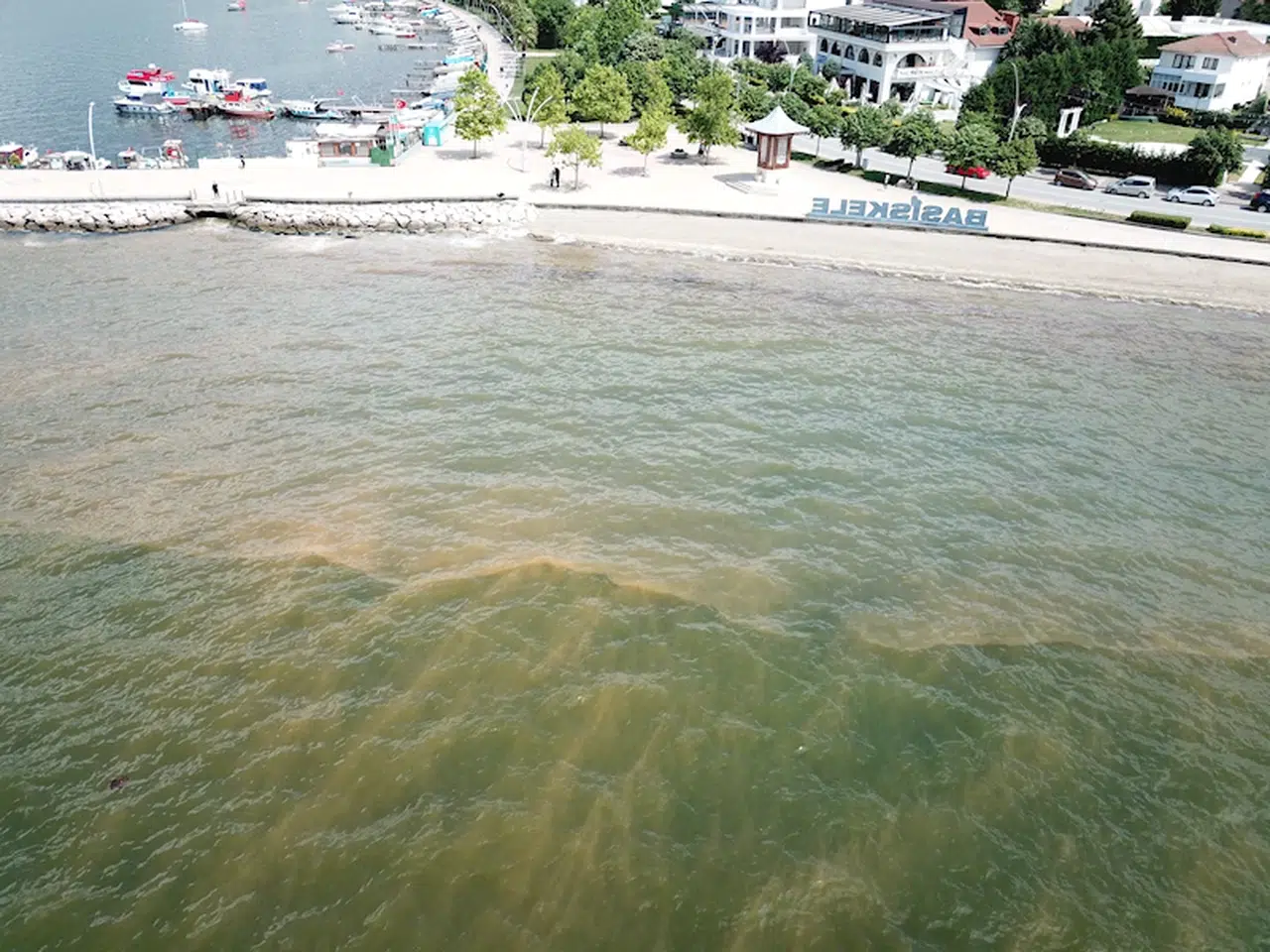 İzmit Körfezi’ndeki renk değişiminin sebebi, 'fitoplankton' çıktı
