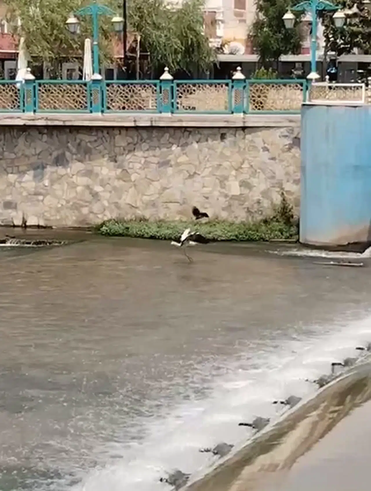  Tokat'ta avlanan leyleğe karga saldırdı