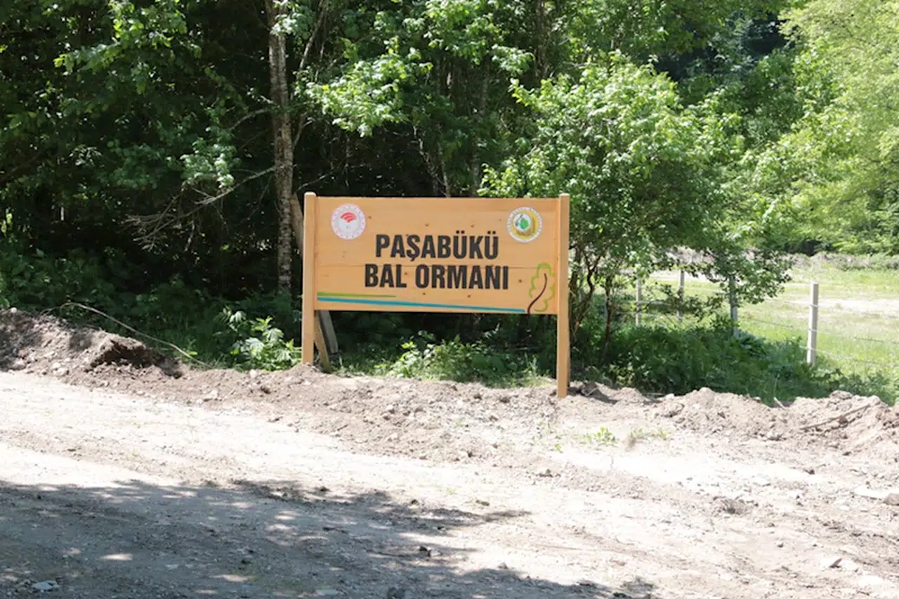 Yığılca'da bal ormanı kuruldu