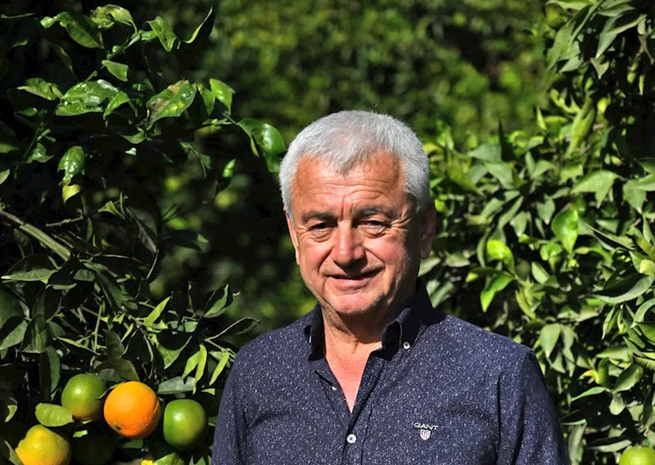 'Dünyada portakal krizi varken Finike'de ağaçlar sökülüyor'