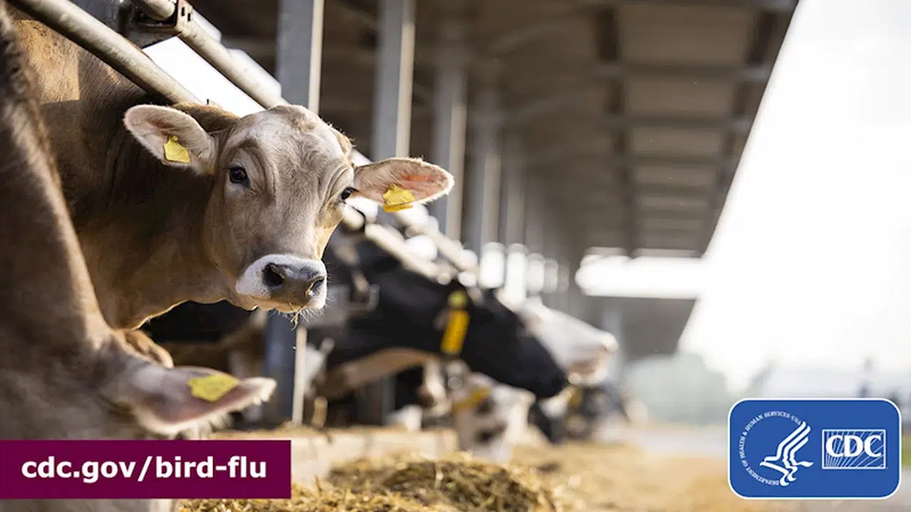 ABD’de süt ineğinden kuş gribi olan kişi sayısı 3'e çıktı