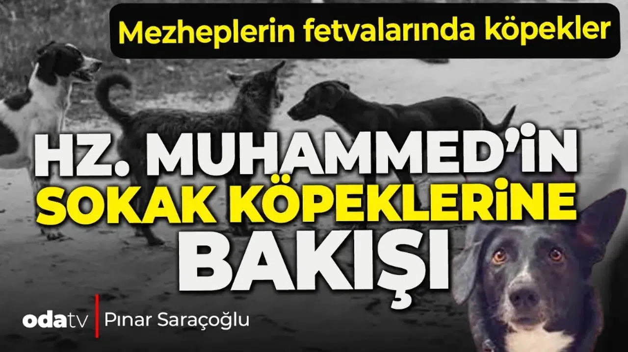 Hz. Muhammed'in sokak köpeklerine bakışı... Mezheplerin fetvalarında köpekler...