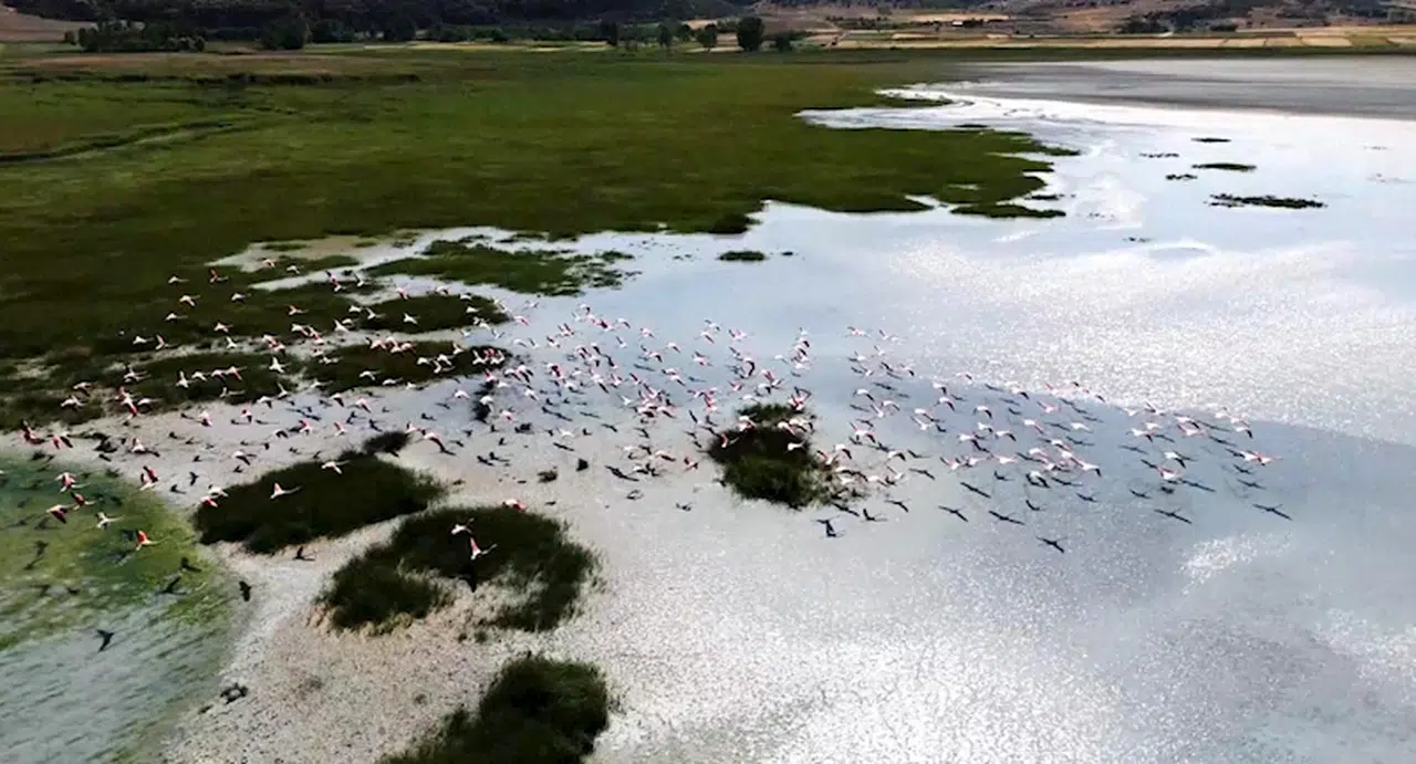 Yarışlı Gölü'nün misafirleri flamingolar, dronla görüntülendi