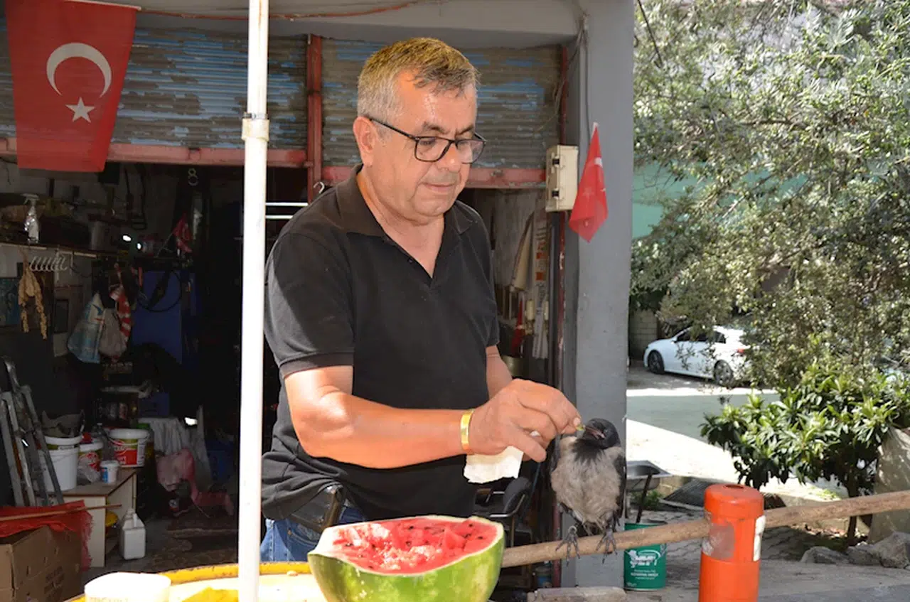 Uçamaz halde bulup, sahiplendiği yavru kargayı elleriyle besliyor