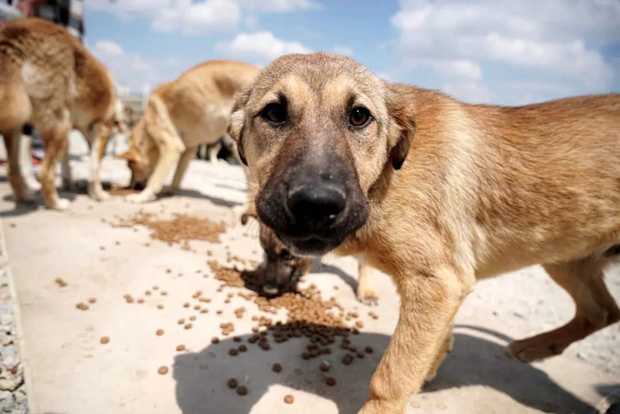 Ankara Barosu'nda 'sokak hayvanları' düzenlemesi için 'vakum etkisi' uyarısı