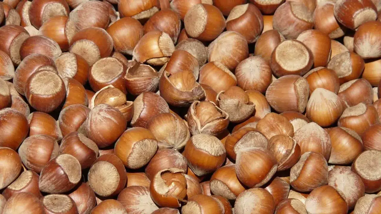 Fındık Fiyatları Bölgelere Göre Değişiyor, Trabzon'da 124 TL'ye Kadar Yükseldi!