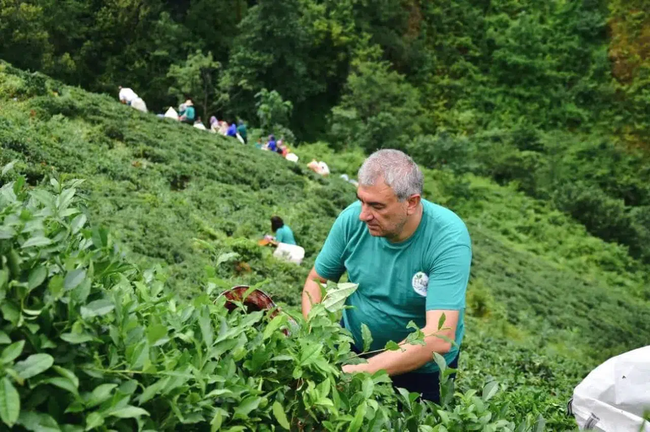 Fındıklı Belediye Başkanı Çervatoğlu'ndan çay sezonu paylaşımı