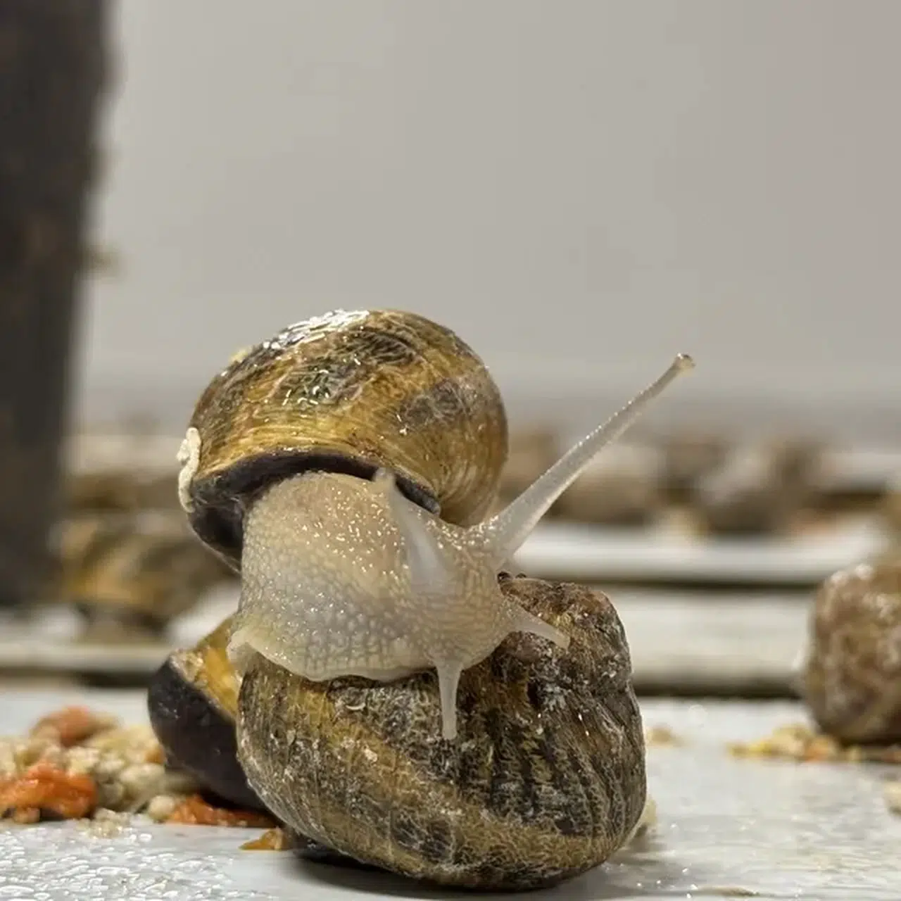 Bulgaristan'dan getirttiği salyangozlarla çiftlik kurdu