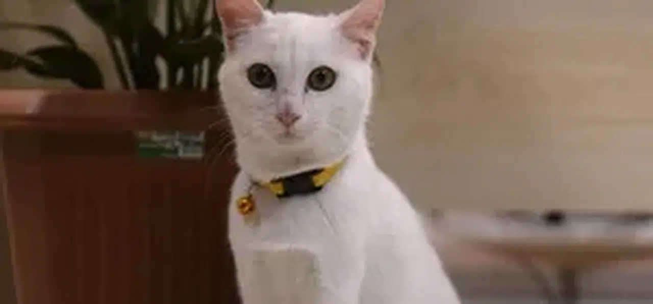 Ortahisar Belediye Başkanı Kaya, kazada yaralanan kediyi sahiplendi