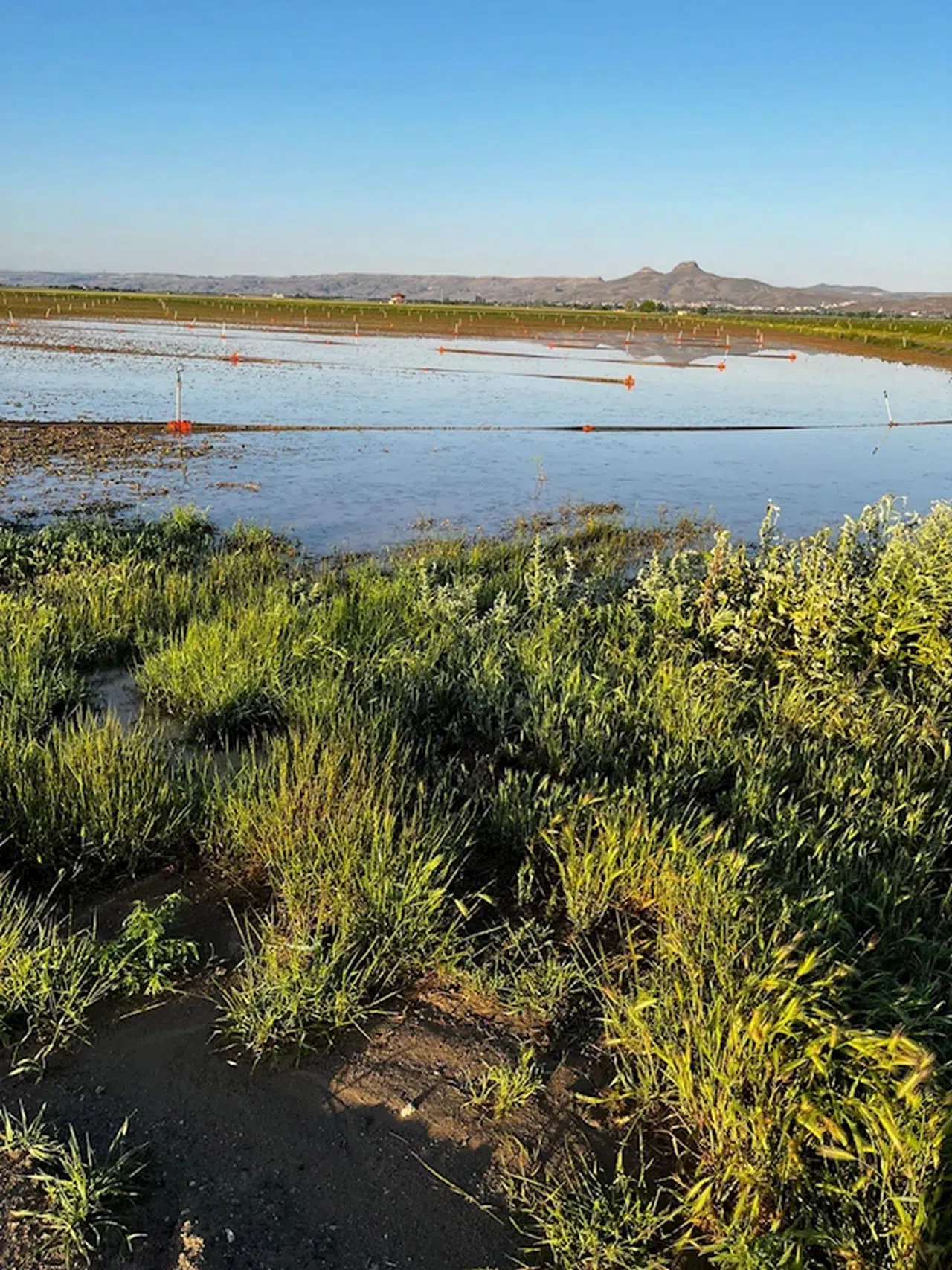 Kayseri'de dolu, tarım alanlarına zarar verdi