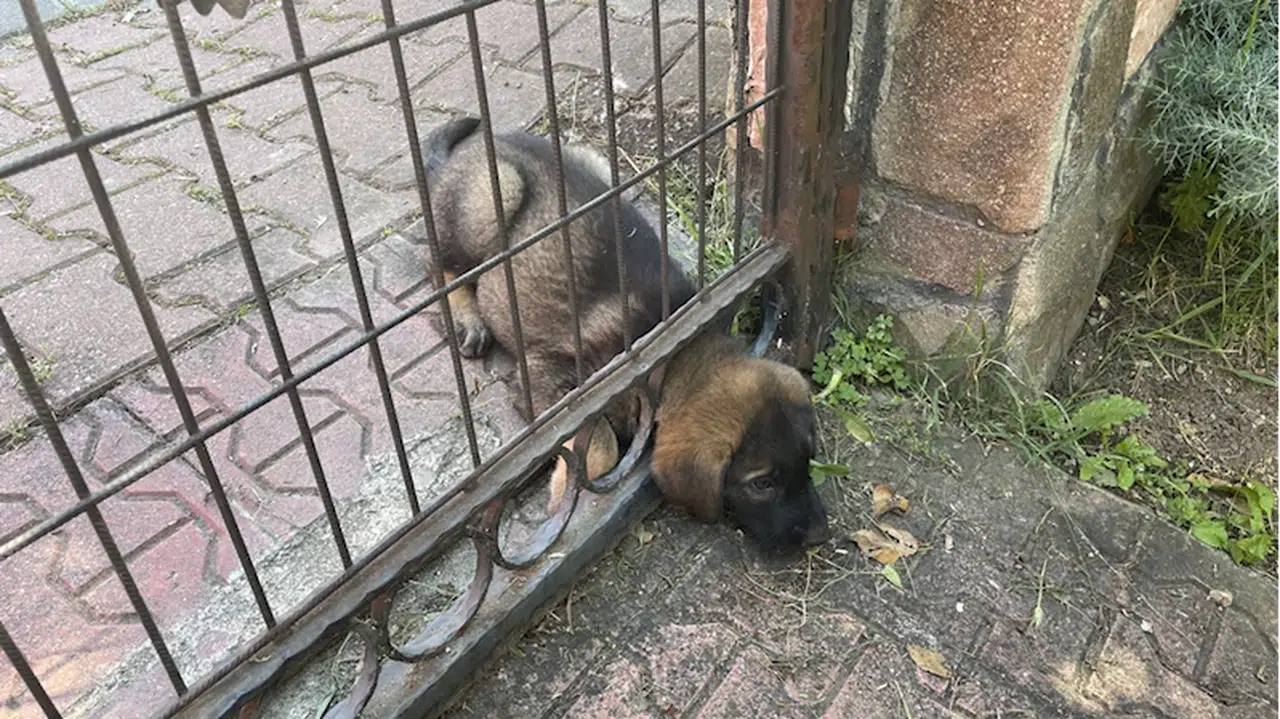 Bolu'da başı demir kapıya kafası sıkışan köpek yavrusunu itfaiye kurtardı