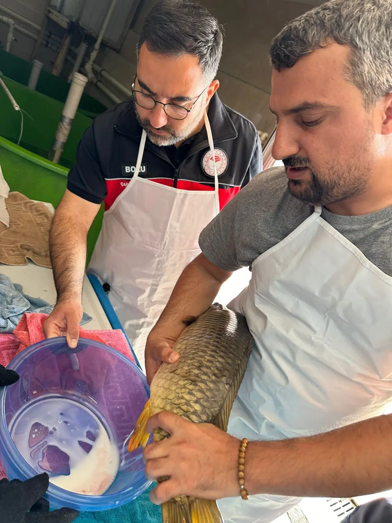 Bolu'da "Su Kaynaklarının Balıklandırılması" projesi sürüyor