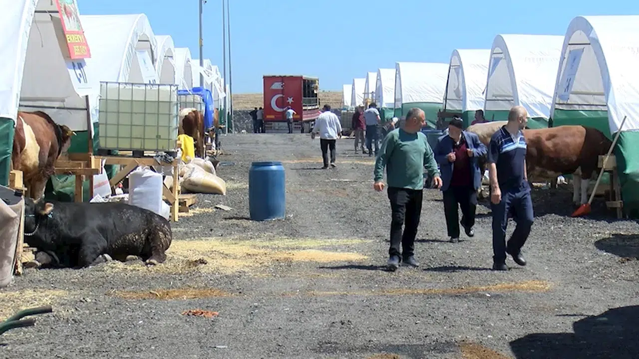 İstanbul- İstanbul'da kurbanlıklar görücüye çıktı
