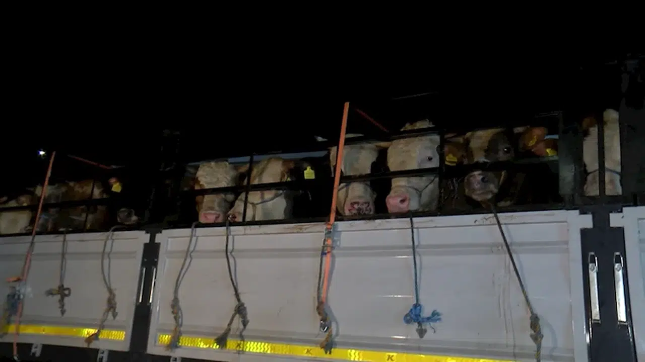 İstanbul'a kurbanlık hayvanların girişi başladı