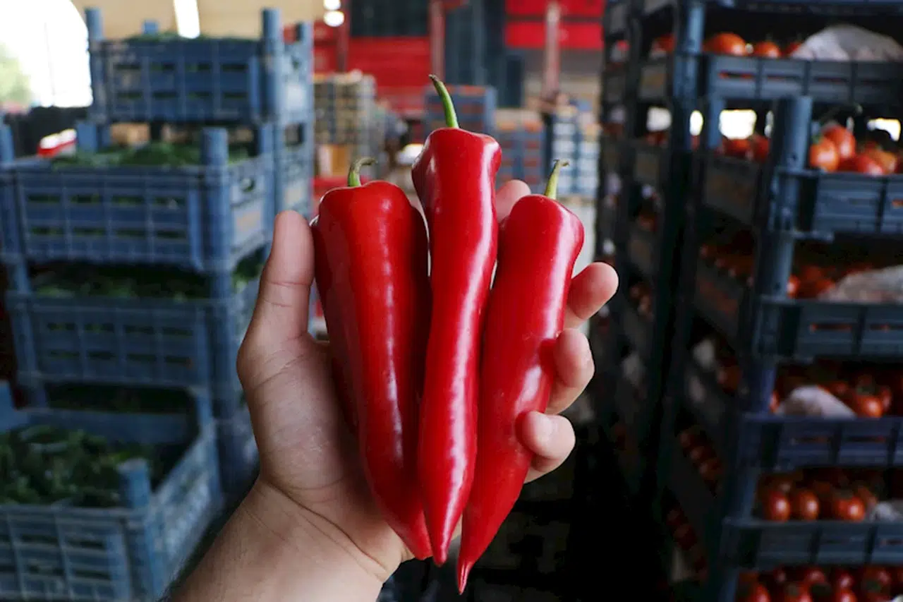 Tarlada kilosu 15, halde 20 lira olan kapya biber, markette 80 lira