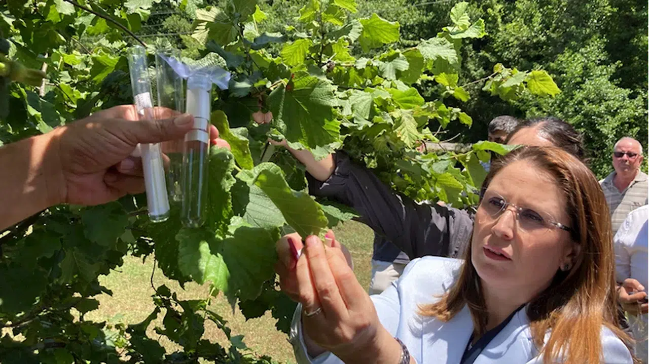 Bartın ve Karabük'te kahverengi kokarca zararlısına karşı 4 bin samuray arısı salındı