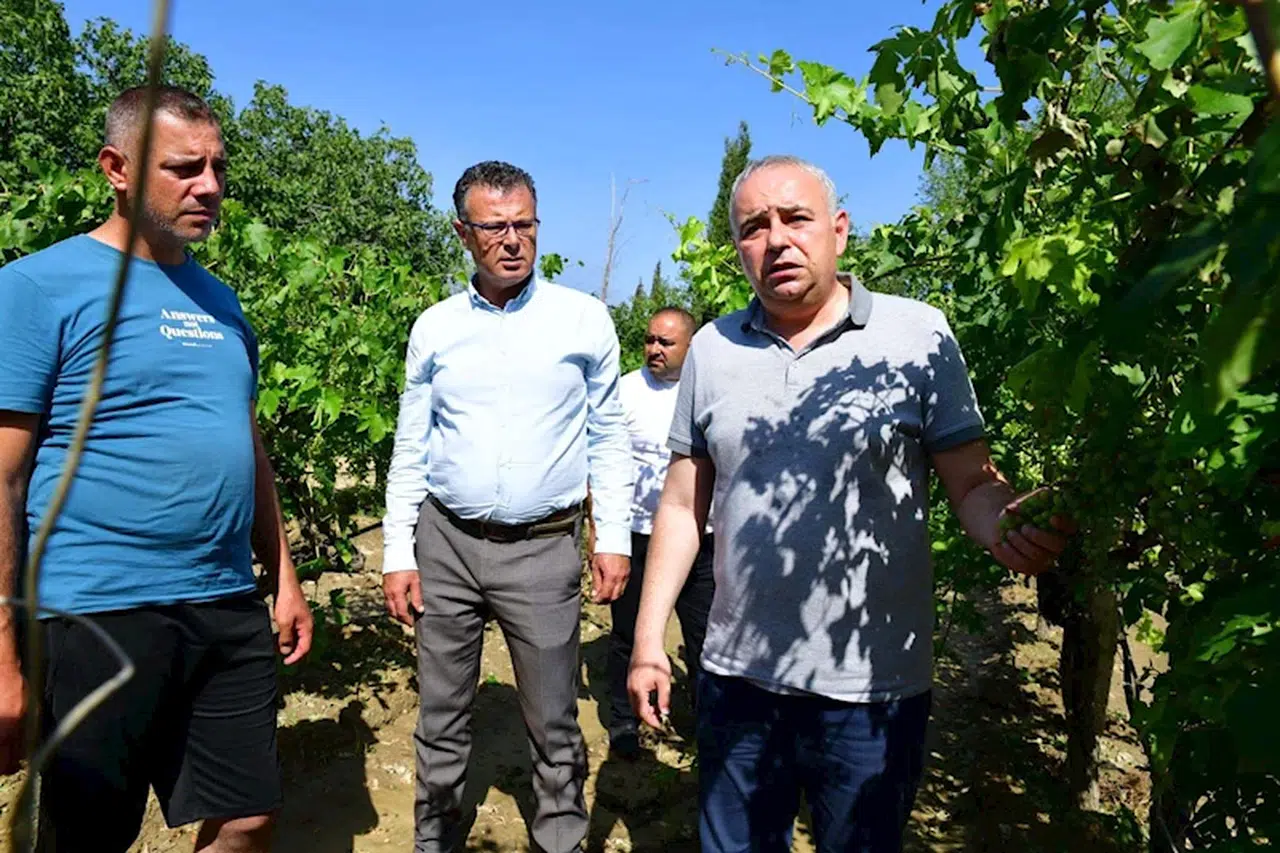 Alaşehir'deki dolunun bilançosu ortaya çıktı; 20 bin dekar üzüm bağı zarar gördü