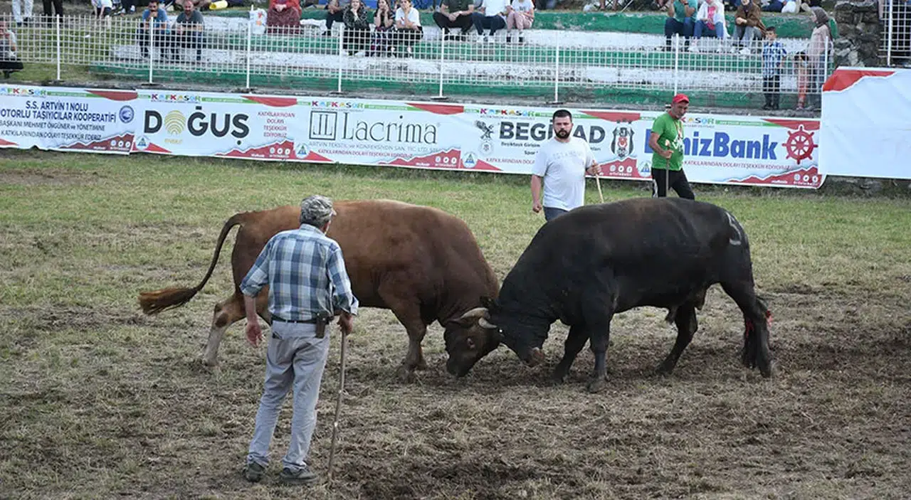 Artvin'de Renkli Gelenekler: Kafkasör Kültür Turizm ve Sanat Festivali 3-7 Temmuz'da!