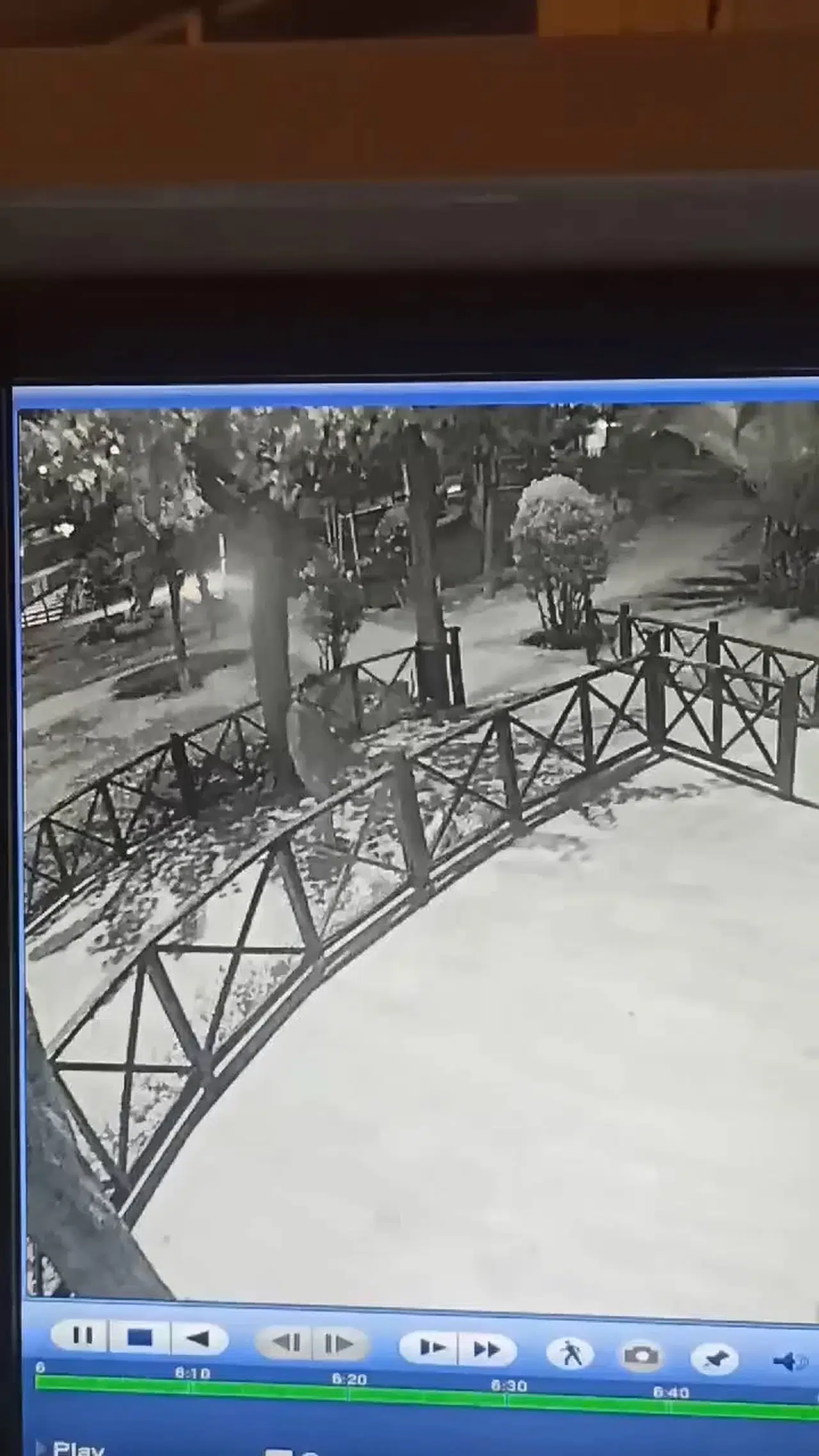 İstanbul- Esenler'de ağızlıksız gezdirilen pitbull kedilere saldırdı