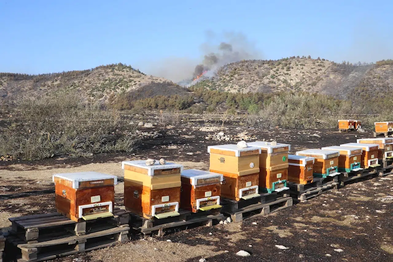 Pamukkale'de arıları uzaklaştırmak için tütsü yaktı, çıkan yangın ormana sıçradı