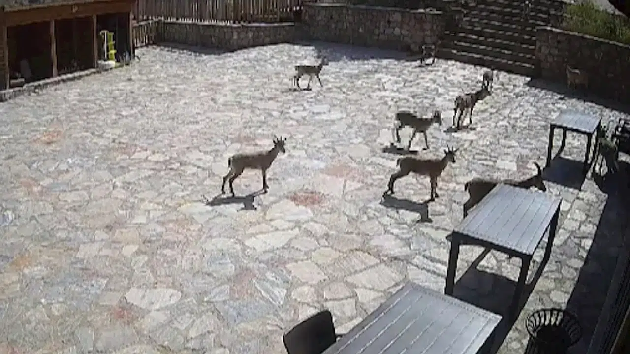 Sivas'ta Divriği cam seyir terasında dağ keçileri görüntülendi