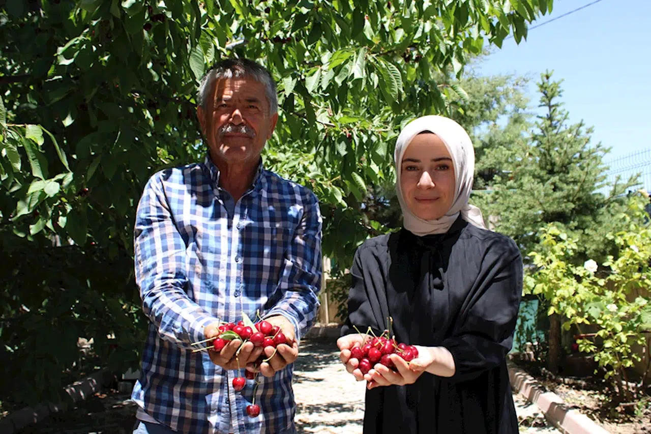 Malatya'da kiraz hasadı başladı