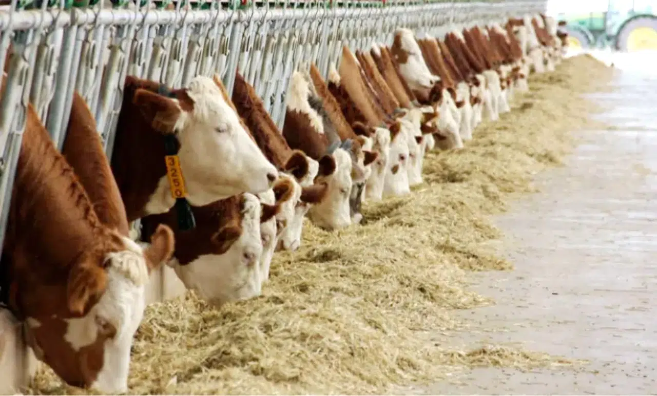 Aziziye İlçe Tarım Müdürlüğü'nden Önemli Duyuru: Damızlık Düve Alımı İçin Son Tarih Yaklaşıyor!