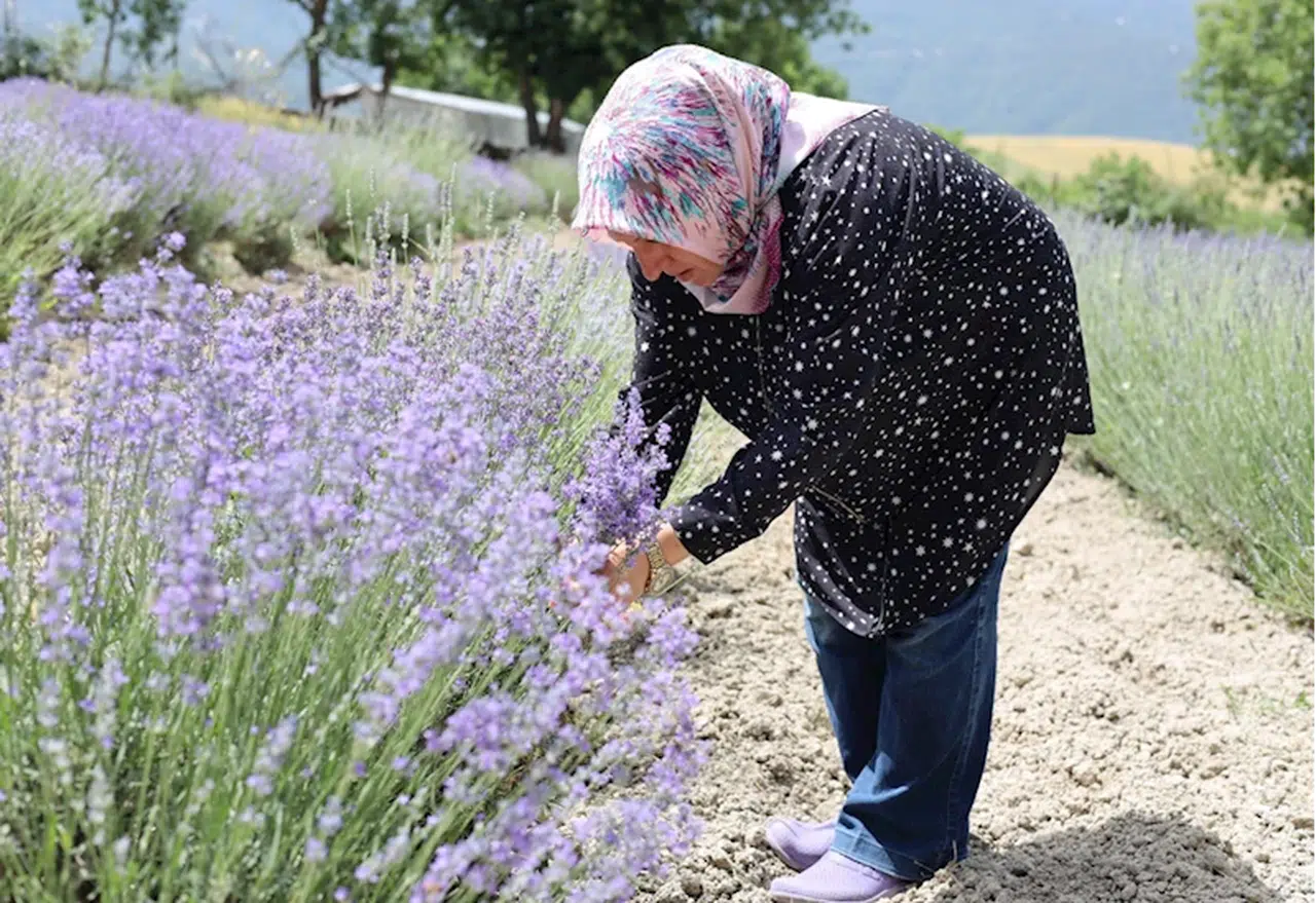 Safranbolu'da lavanta üretim alanında artış
