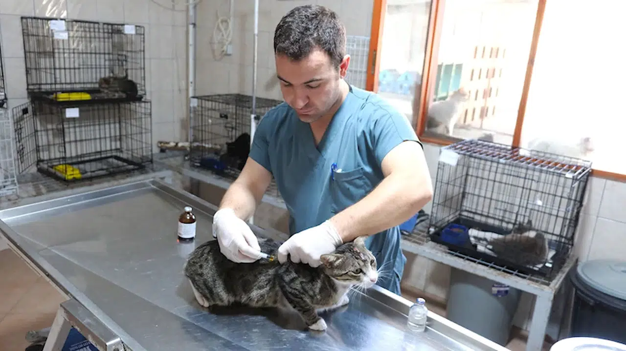 Kemer Belediyesi'nden can dostlara yardım eli 