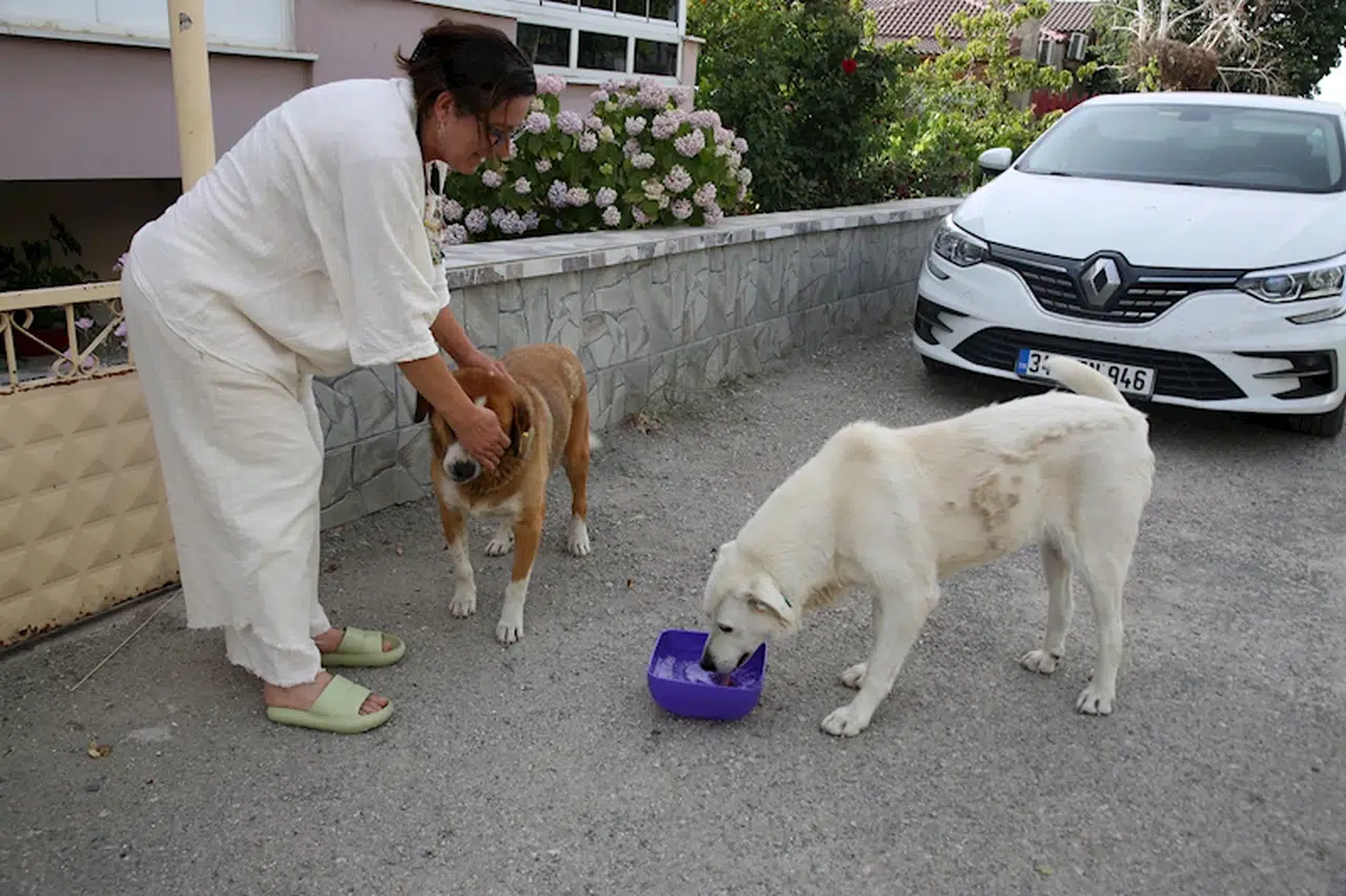 Sıcak havalarda sokak hayvanları için 'bir kap su' çağrısı