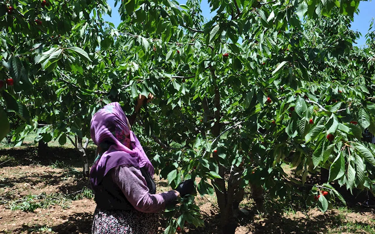 Gaziantep’te, kiraz hasadı başladı