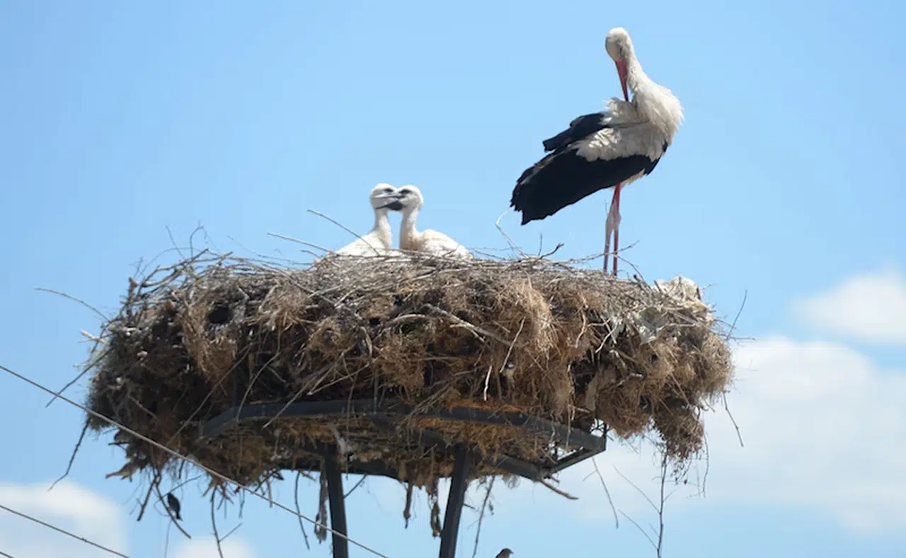 Sinop Cuma Ovası'nda bu yıl 50 yuvada 137 leylek yumurtadan çıktı