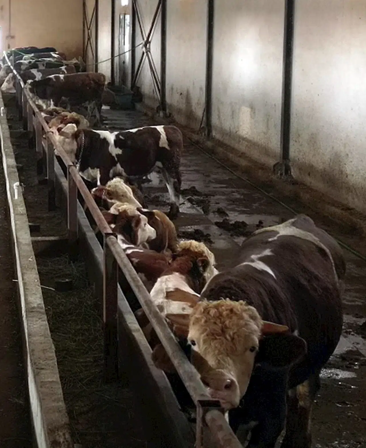 Erzurum'da 'kurbanlık oteli'