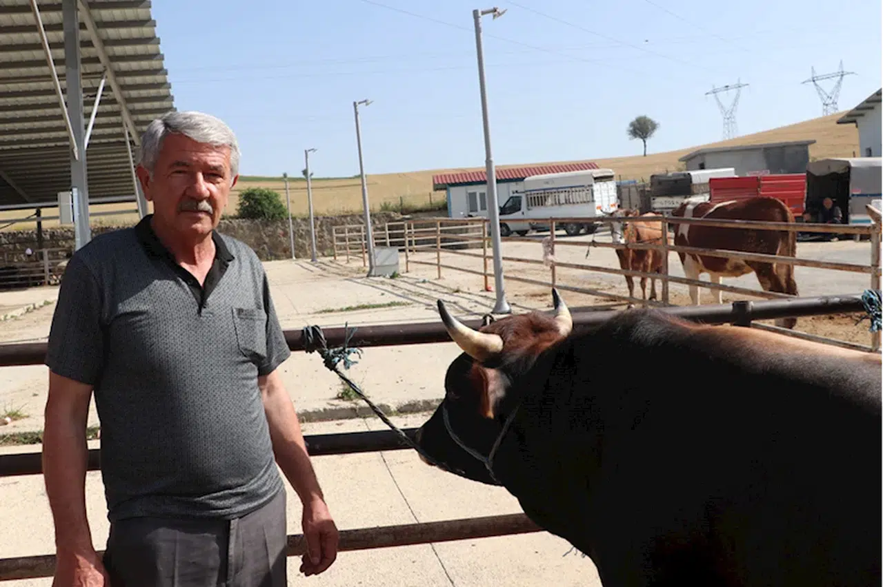 Havza Ziraat Odası Başkanı Genç'ten damızlıkların kurbanlık yapılmaması uyarısı