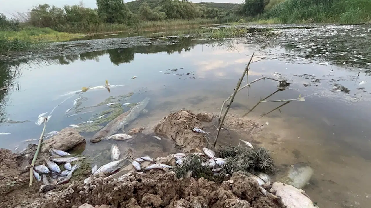 Bursa Ovası'nı besleyen Nilüfer Çayı’nda toplu balık ölümleri
