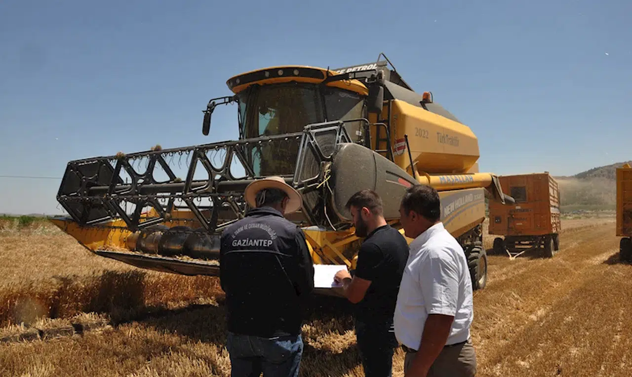 Gaziantep’te hububat hasadı yapılan tarlada dane kontrolü