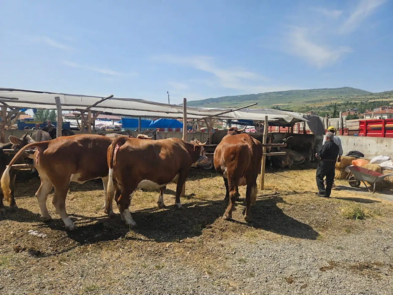 Bayat'ta kurbanlık pazarı hareketlendi